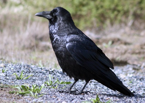 The Raven Flashcards | Quizlet