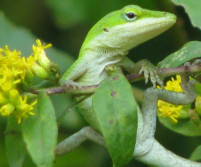 baby Green Anole just hanging around Flickr Photo Sharing!