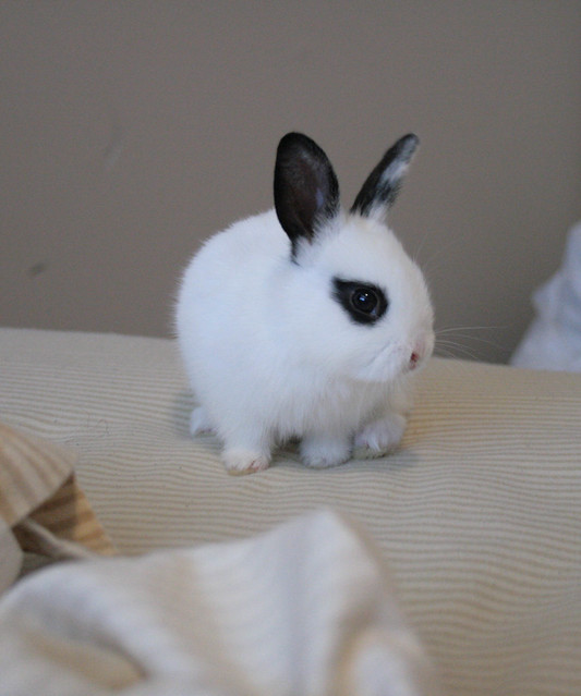 Black & White Hand Sized Netherland Dwarf Flickr Photo