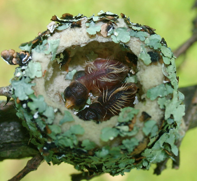 rubythroated hummingbird nest and babies Flickr Photo Sharing!