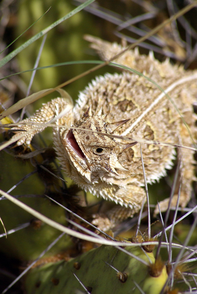 Wildlife Wednesday Horned Toad Sarah Richter Photography