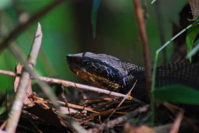 Water Moccasin, Little Rock, Arkansas Flickr Photo Sharing!