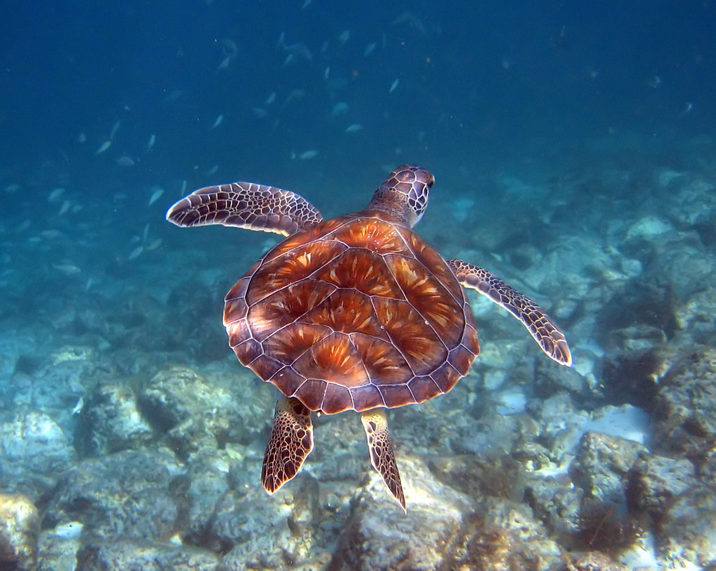 Green sea turtle, Destin, Florida a photo on Flickriver