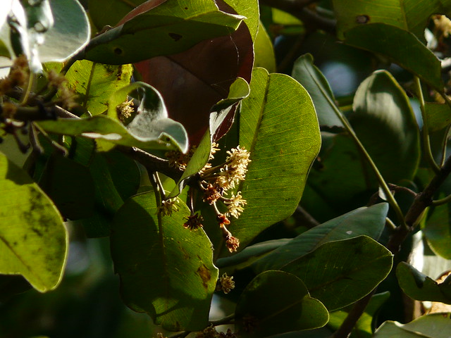 Kshirini (Sanskrit क्षीरिणी) Sapotaceae (sapota family) »… Flickr