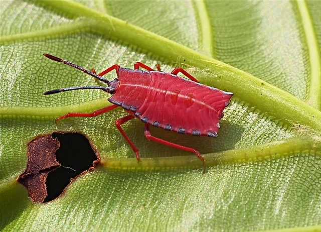 Stink Bug Baby 3 Flickr Photo Sharing!
