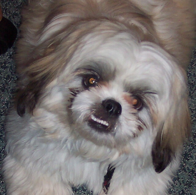 I want a Bull Shihtzu on Pu Pu Democratic Underground