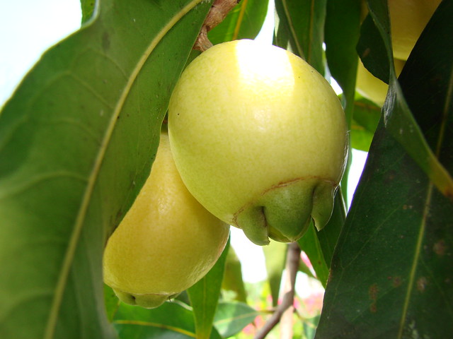 Pomarrosa [Pommerose, Malay apple, Malabar plum] (Syzygium… Flickr