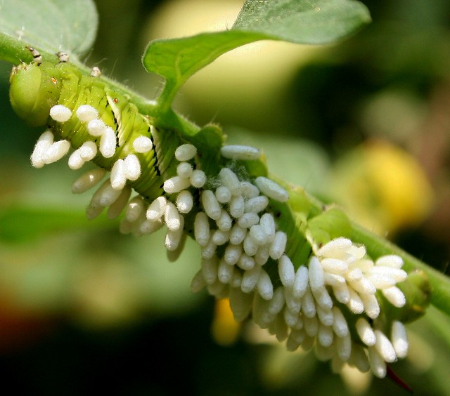 Tomato Hornworm Caterpillar Death Parasitic Braconid Wasp Cocoons
