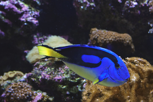 Dory fish. Flickr Photo Sharing!