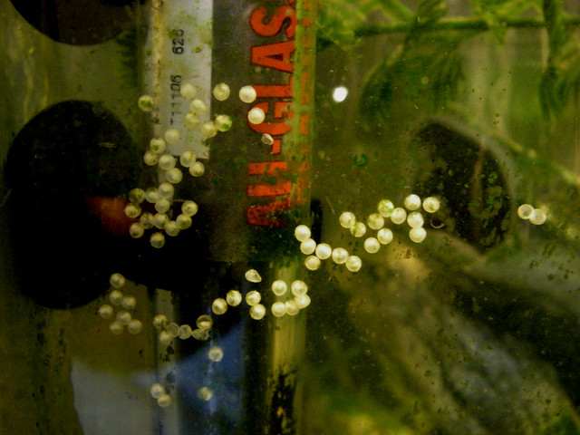 Otocinclus Catfish Eggs Flickr Photo Sharing!