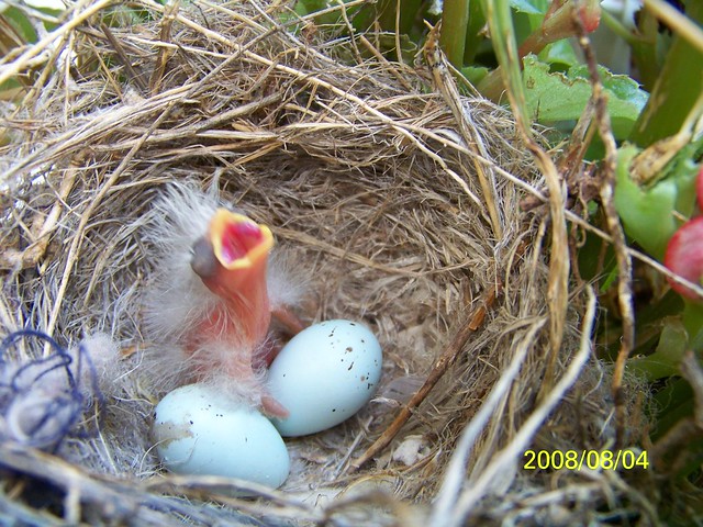 Red House Finch Eggs Hatched Flickr Photo Sharing!