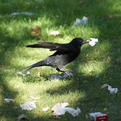 Hungry Crow Another hungry bird is digging in the dirt of … Flickr