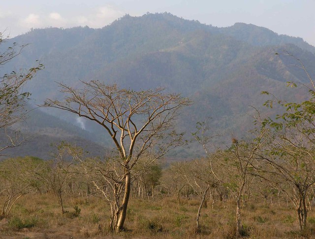 Dry tropical forest bosque tropical seco; Yoro, Honduras Flickr
