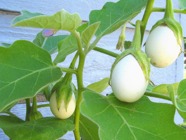 Easter Egg Plant Flickr Photo Sharing!