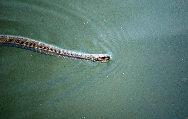 Water Moccasin Flickr Photo Sharing!