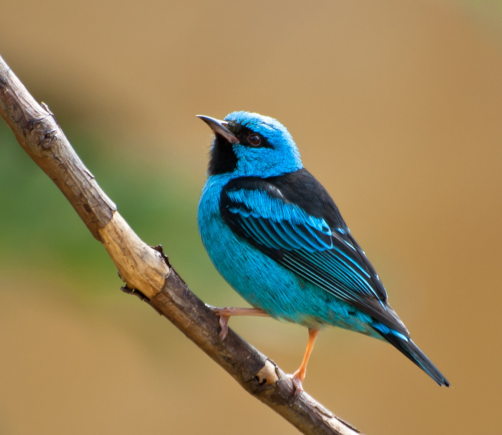 Las 100 especies mÃ¡s hermosas de aves del Quindio