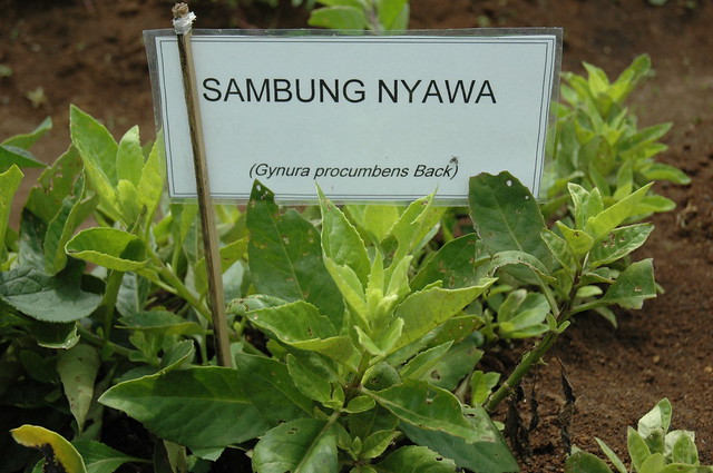 sambung nyawa Flickr Photo Sharing!