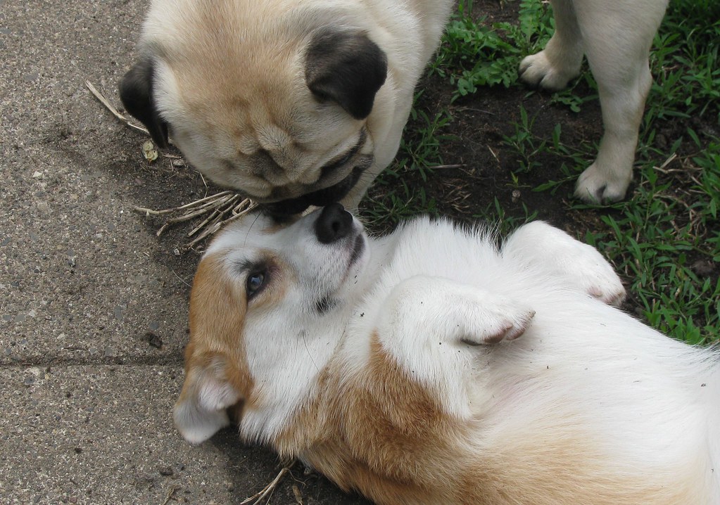 21 Pug And Best Friends Who Will Be The Very Thing That Melts The