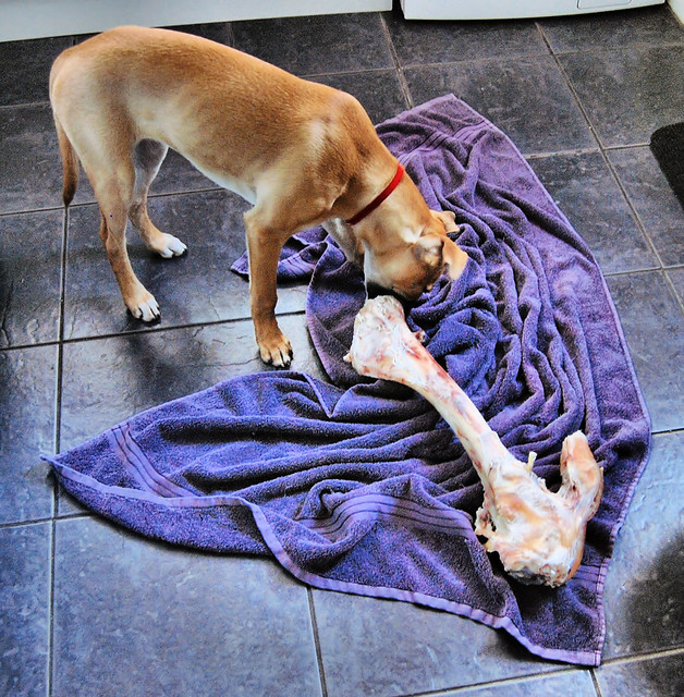 Give a Dog A Bone Flickr Photo Sharing!