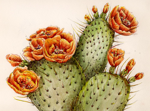 Prickly Pear Cactus 2004 Watercolor & Ink Drawing Flickr Photo Sharing!