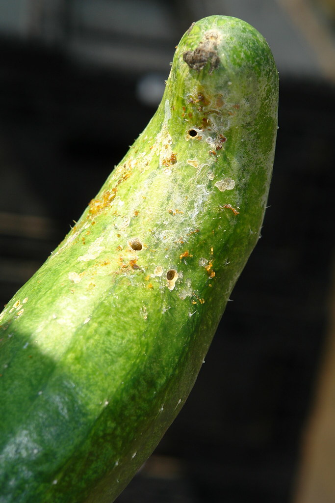 DSC05462 pickle worm cucumber Pickleworm (Diaphania nitida… Flickr