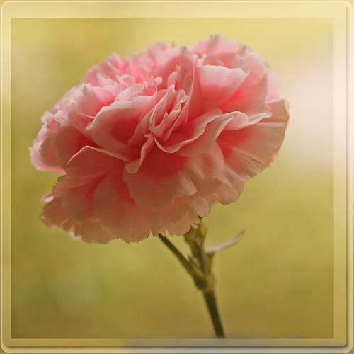 Floral Flashcards Quizlet