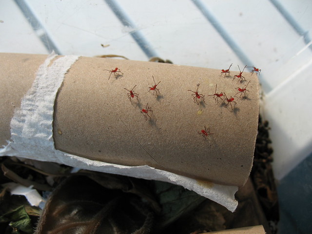baby centipedes Explore Amy M. Youngs' photos on Flickr