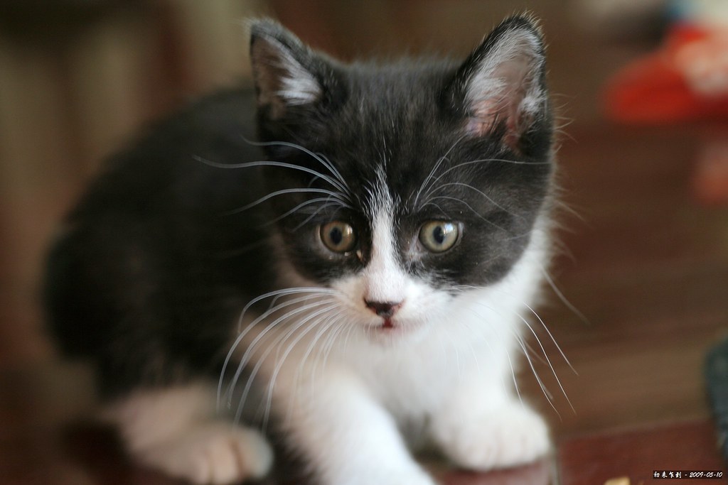 Cute Baby Animals List Most Adorable Baby Animal Photos