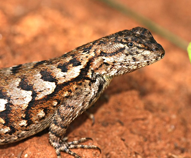 Eastern Fence Lizard, Female She sat perfectly still the w… Flickr
