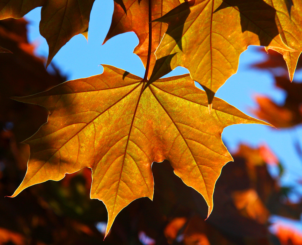 Ecological Benefits on emaze
