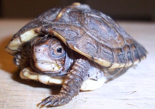 Baby Eastern Box Turtle Flickr Photo Sharing!