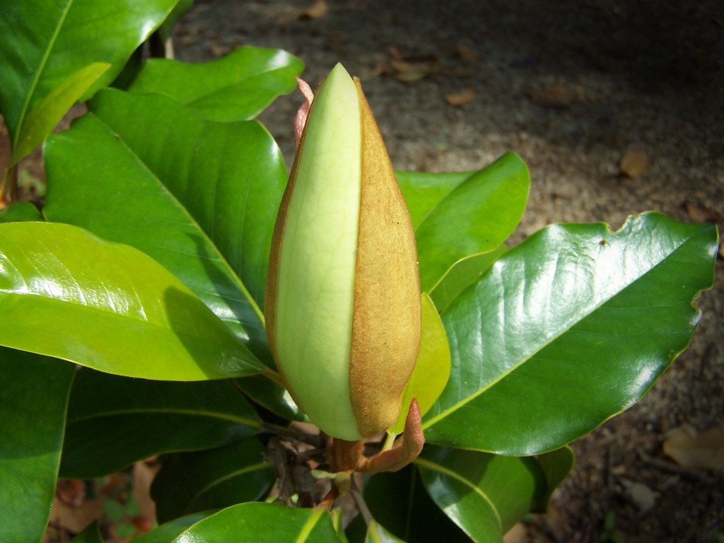 Magnoliaceae Magnolia grandiflora Southern Magnolia (Bull Bay