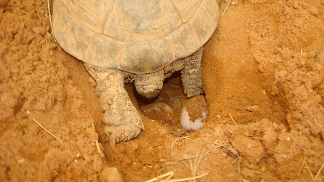 My tortoise laying eggs Flickr Photo Sharing!
