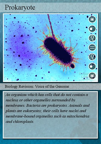 Biology Ii Test 2 Material Flashcards | Quizlet