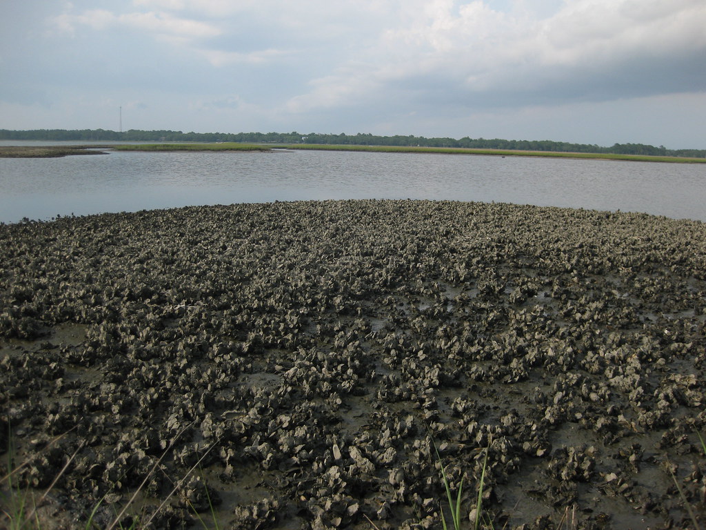 Alligator Point Map Florida Mapcarta