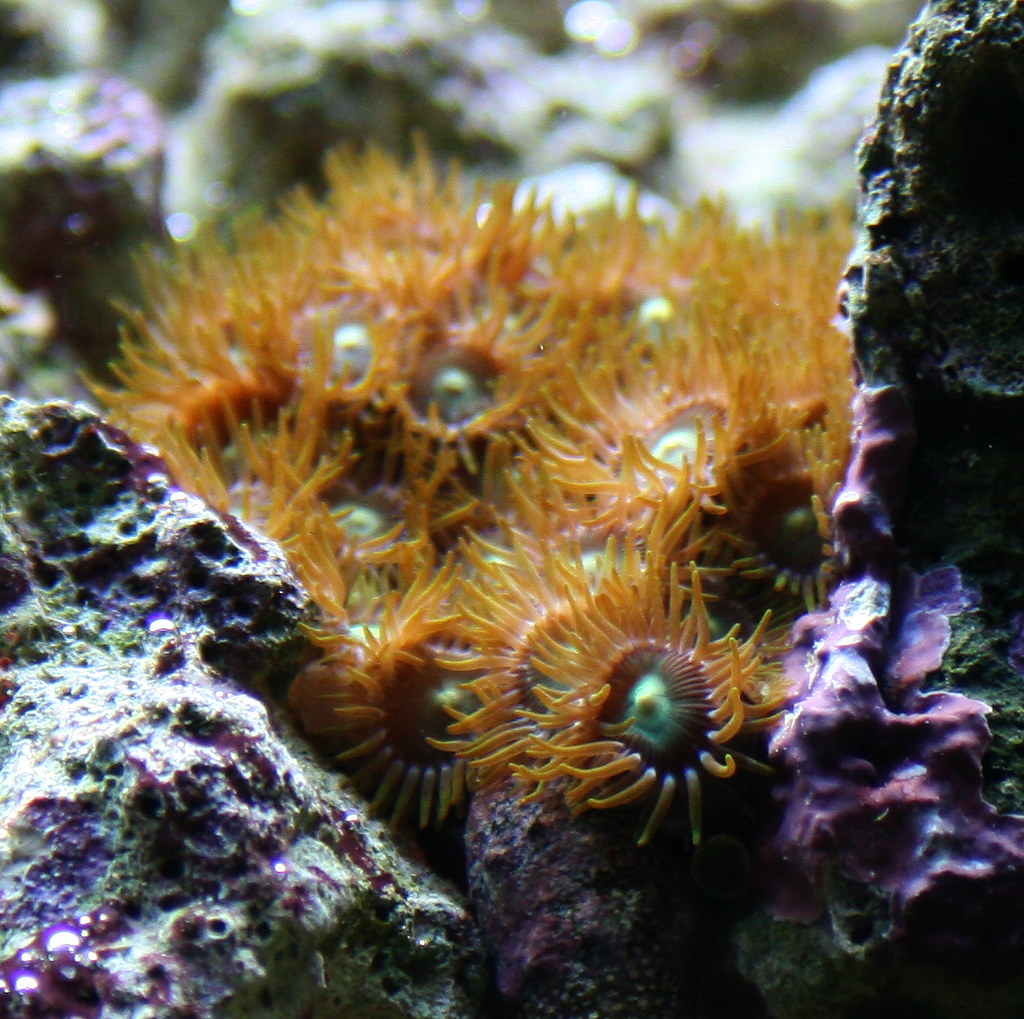 What are some fast growing zoas? Reef Central Online Community
