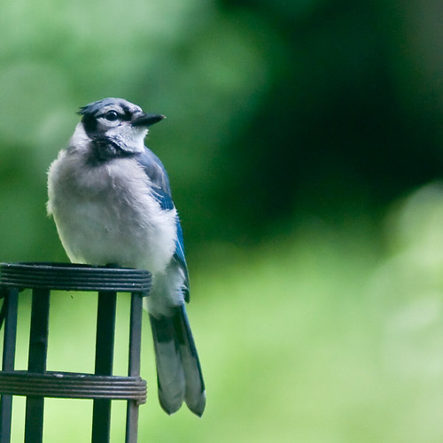 Baby Birdorable Blue Jay in Baby Birds, Jays, Blue Jays