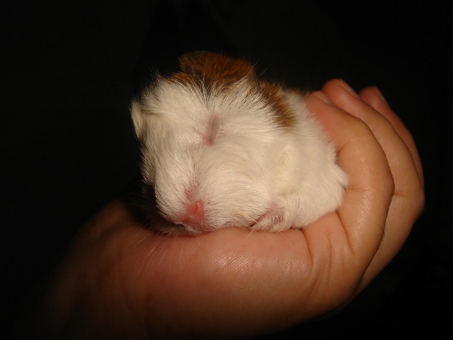 sleeping baby guinea pig Flickr Photo Sharing!