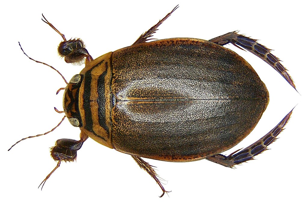Predaceous Diving Beetles (The Beetles (Order Coleoptera) of Southern