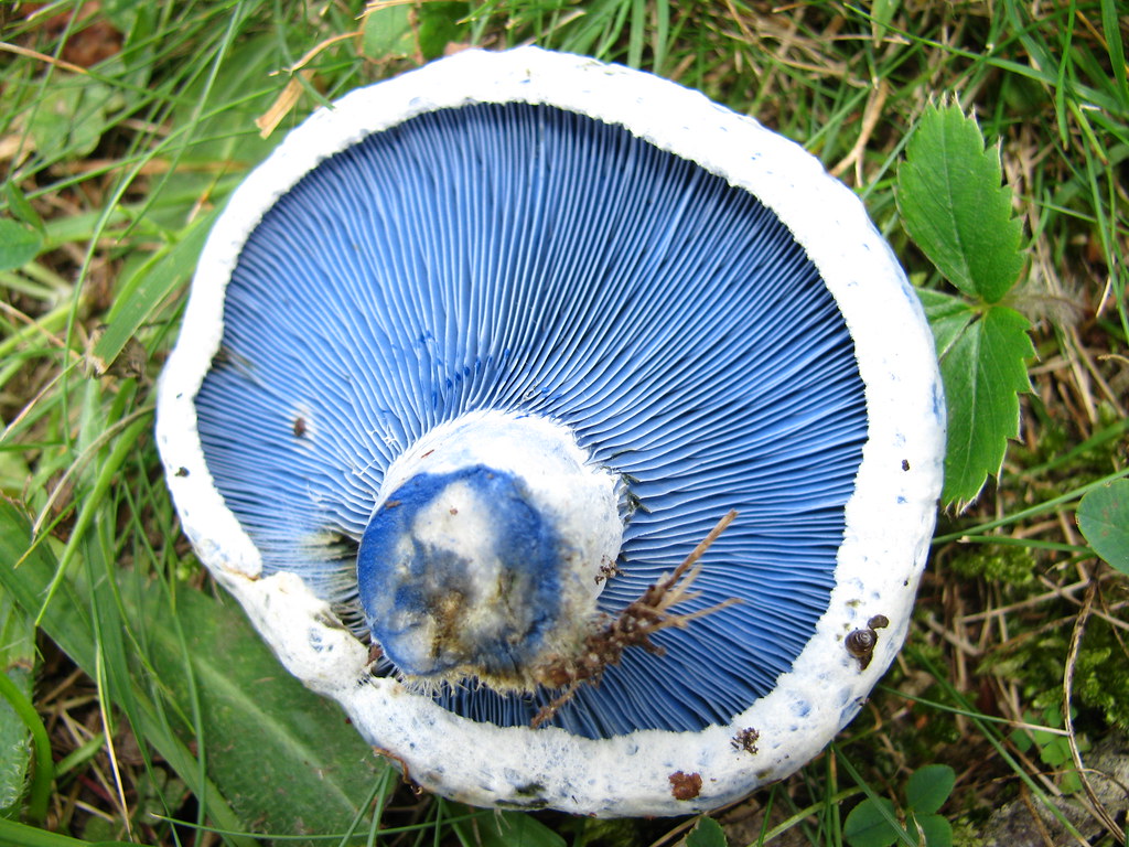 indigo milk cap (Edible Mushrooms In Ontario) ·