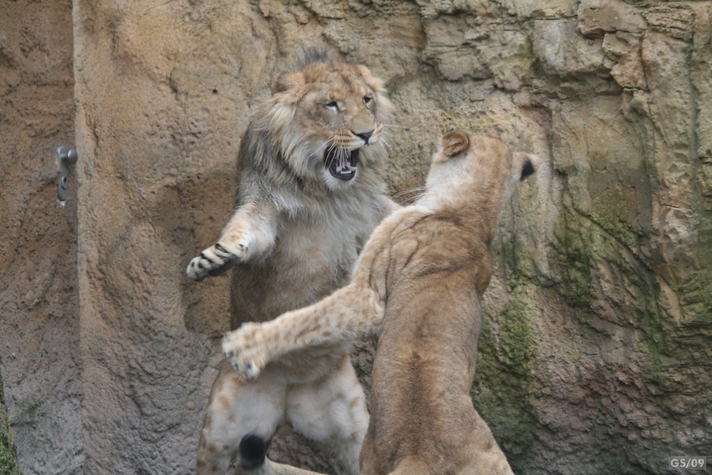 Playing or fighting Lions / Spielende oder kämpfende Löwen a photo on