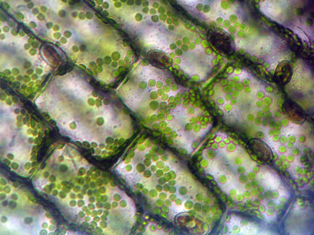 Elodea a photo on Flickriver