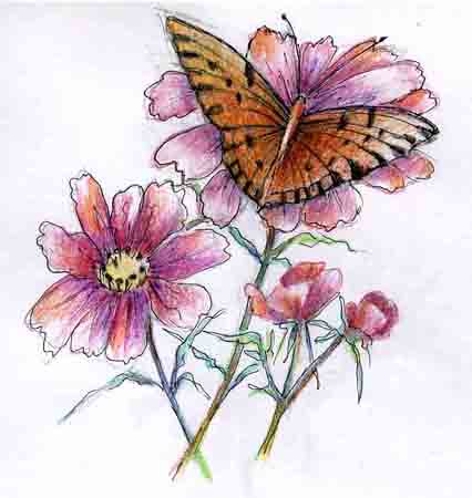 Drawings Of Butterflies In Color Free Monarch Butterfly Drawing