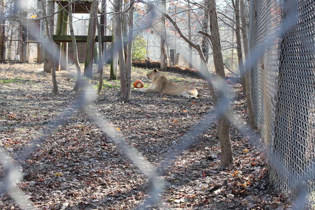 Dietz Lake Map Indiana Mapcarta