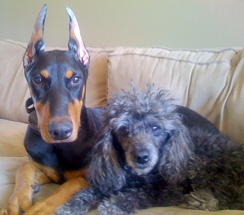 Poodle and Doberman Flickr Photo Sharing!