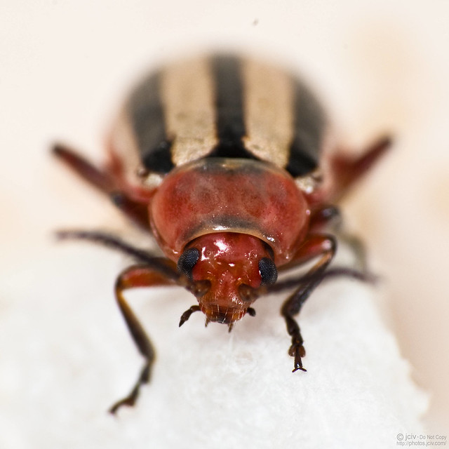 Small Red Striped Beetle a photo on Flickriver