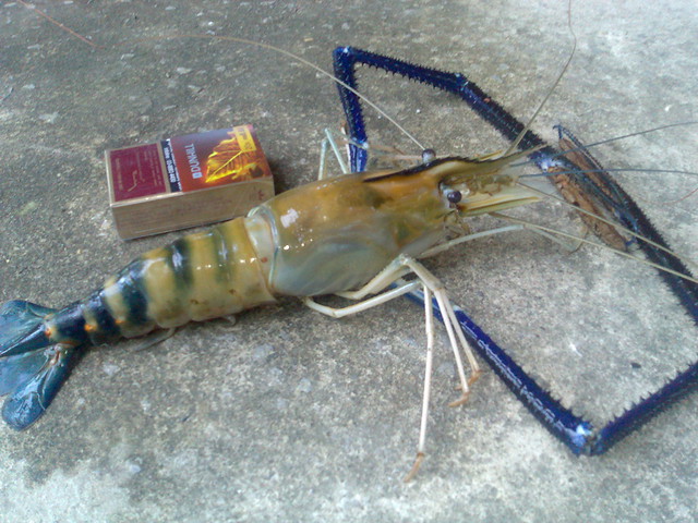 Udang Galah Flickr Photo Sharing!