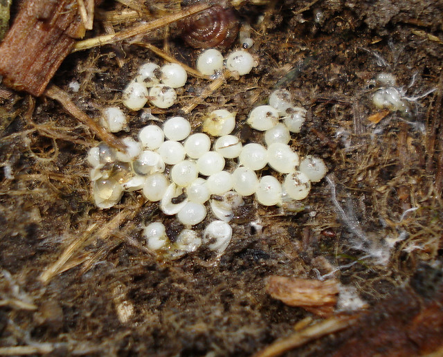 Insect Eggs Identification
