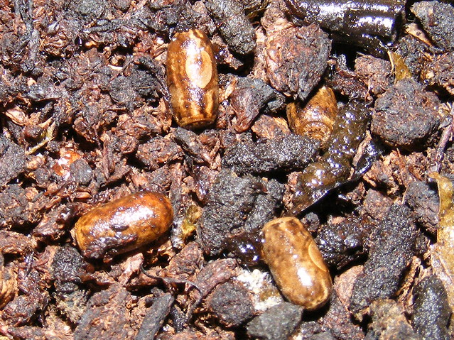 Giant spiny stick insect (Eurycantha calcarata) eggs Flickr Photo