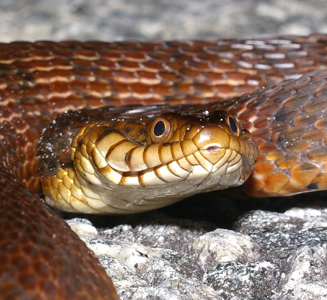 Banded Water Snake, se USA Flickr Photo Sharing!